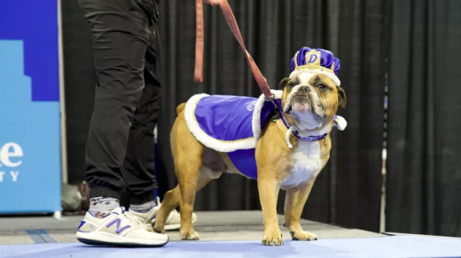 Milo Drake University Bulldog