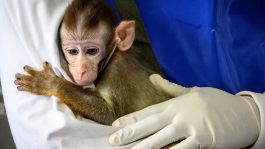 Harvard NIH Funding Freeze