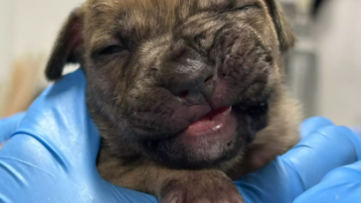 New Jersey police puppy rescue