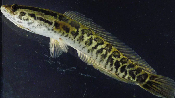 Northern Snakehead Fish