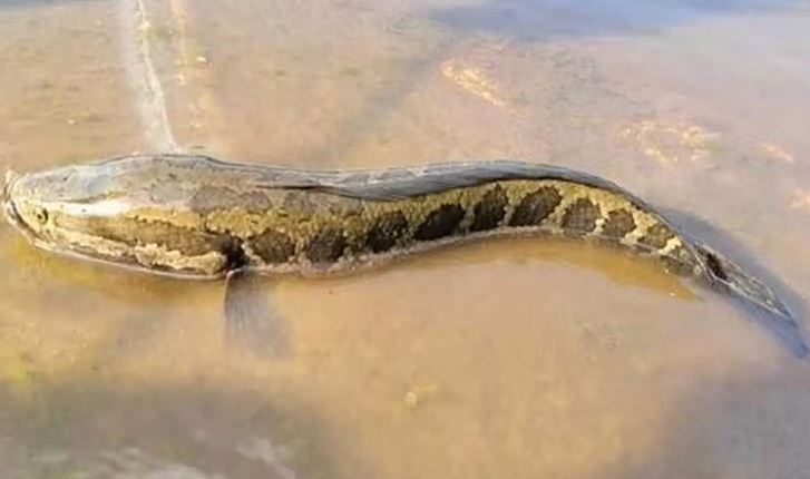 Northern Snakehead Fish: Missouri’s New Invasive Threat Northern Snakehead Fish