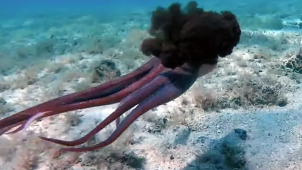 Octopus Documentary
