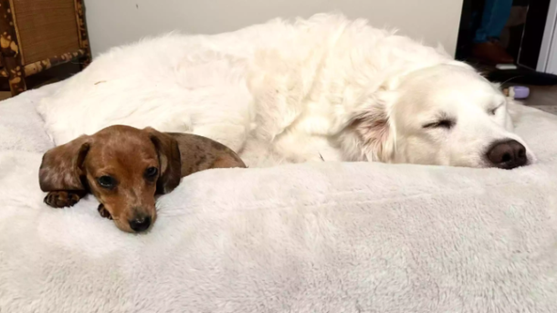 Viral Dog Videos