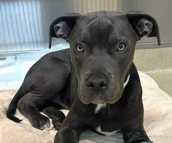 Dog Blood Donation by Therapy Dog Saves Poisoned Puppy Dog Blood Donation