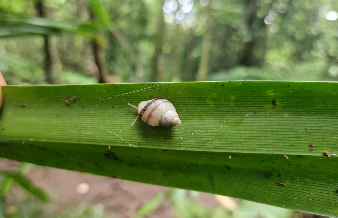 Partula Tohiveana Snail Returns from Extinction 2025 Partula Tohiveana