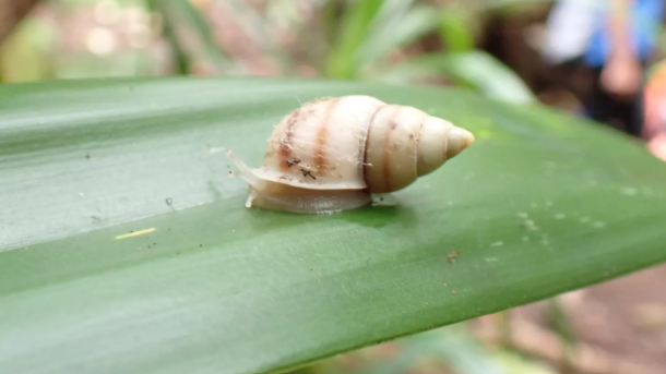 Partula Tohiveana