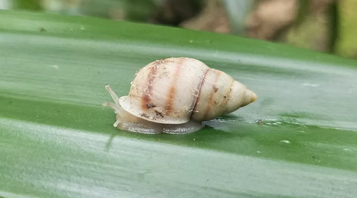 Partula Tohiveana Snail Returns from Extinction 2025 Partula Tohiveana