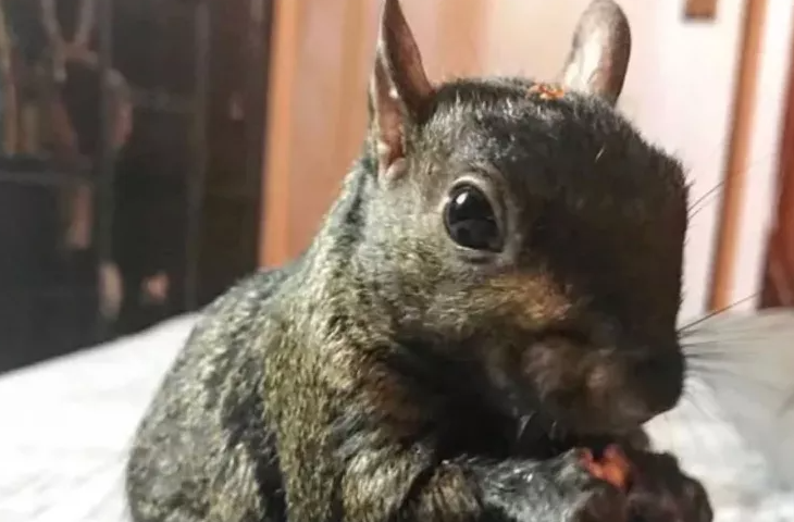 Peanut the Squirrel Euthanized After Animal Seizure Peanut the Squirrel Euthanized
