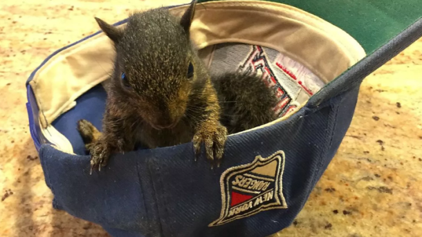 Peanut the Squirrel Euthanized