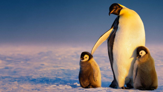 Secrets of the Penguins: A Deep Dive into Their World Secrets of the Penguins
