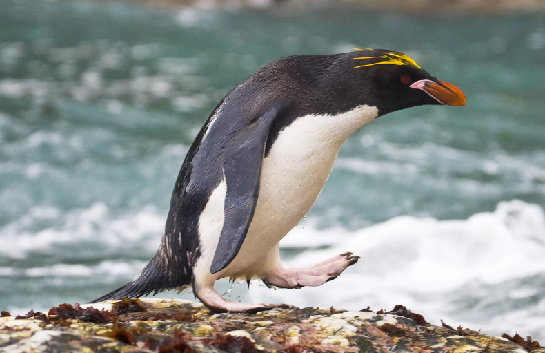 Secrets Of The Penguins: A Tale Of Hybrid Survival Secrets Of The Penguins