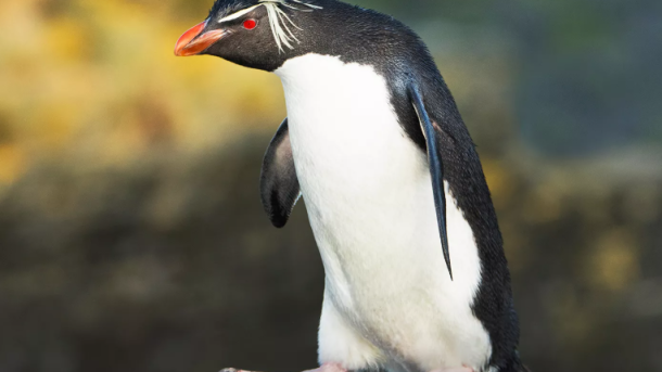 Secrets Of The Penguins