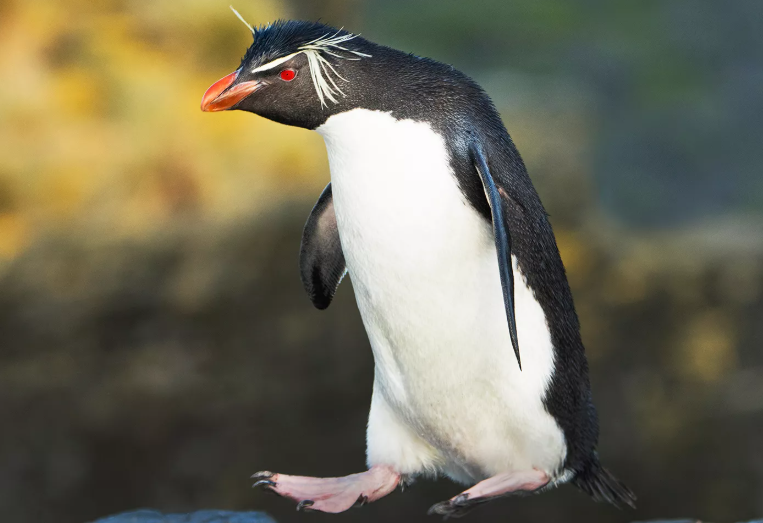 Secrets Of The Penguins: A Tale Of Hybrid Survival Secrets Of The Penguins