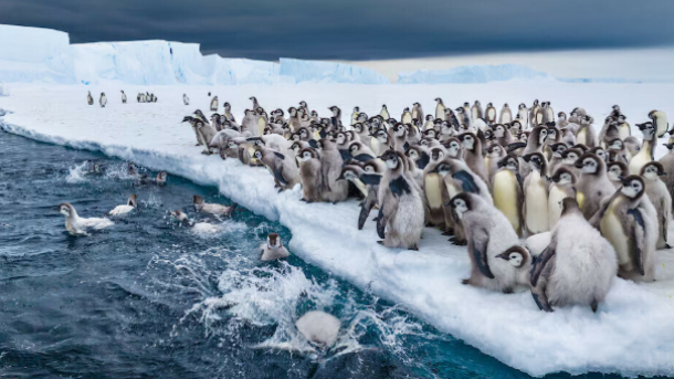 Secrets of the Penguins