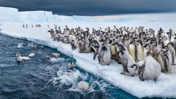 Secrets of the Penguins: A Deep Dive into Their World Secrets of the Penguins