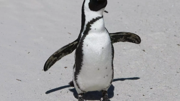 Penguin Causes Helicopter Crash
