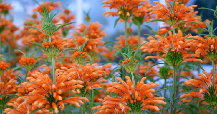 Leonotis Leonurus Care: Growing And Maintaining It Leonotis Leonurus Care