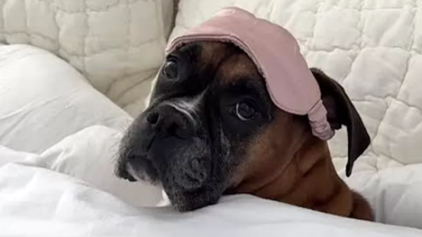 The Dog Sleep Mask