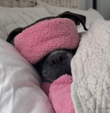 The Dog Sleep Mask