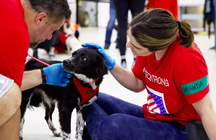 Puerto Rico Stray Dog Rescue Flies 110 Pets To New Homes Puerto Rico Stray Dog Rescue