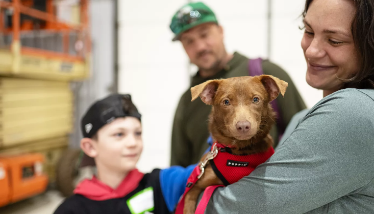 Puerto Rico Stray Dog Rescue Flies 110 Pets To New Homes Puerto Rico Stray Dog Rescue