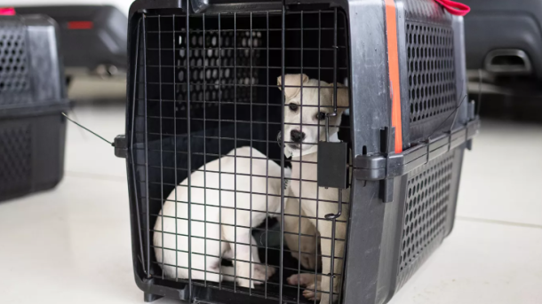 Puerto Rico Stray Dog Rescue