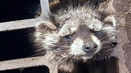 Raccoon Rescue Massachusetts