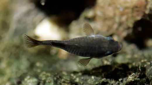 Devils Hole Pupfish Population 2025