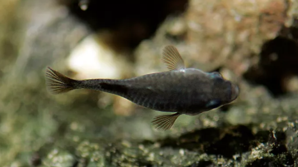 Devils Hole Pupfish Population 2025
