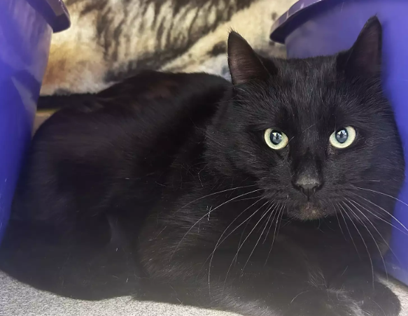 Animal Rescue Stories: Trio of Pets Find Forever Home Animal Rescue Stories