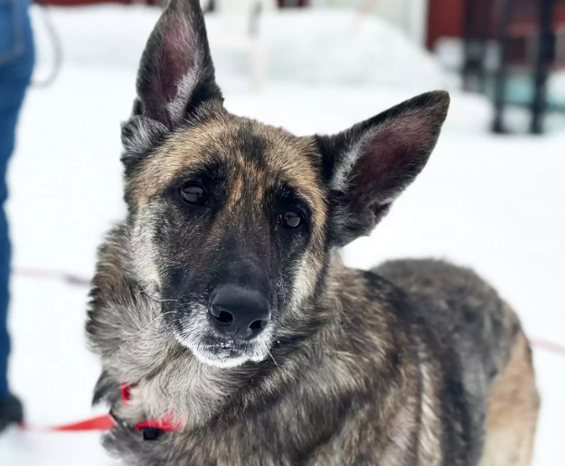 Animal Rescue Stories: Trio of Pets Find Forever Home Animal Rescue Stories
