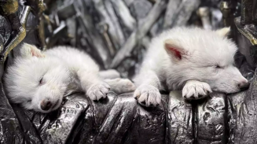 Dire Wolf Revival