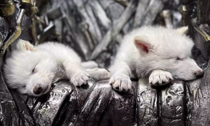 Dire Wolf Revival: Colossal's Groundbreaking Success Dire Wolf Revival