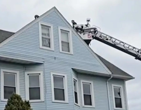 Dog Rescued from Roof Connecticut: Brave Pup Saved Dog Rescued from Roof Connecticut