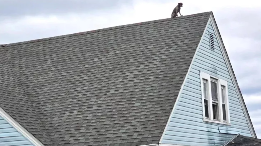 Dog Rescued from Roof Connecticut