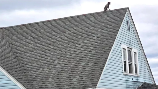 Dog Rescued from Roof Connecticut