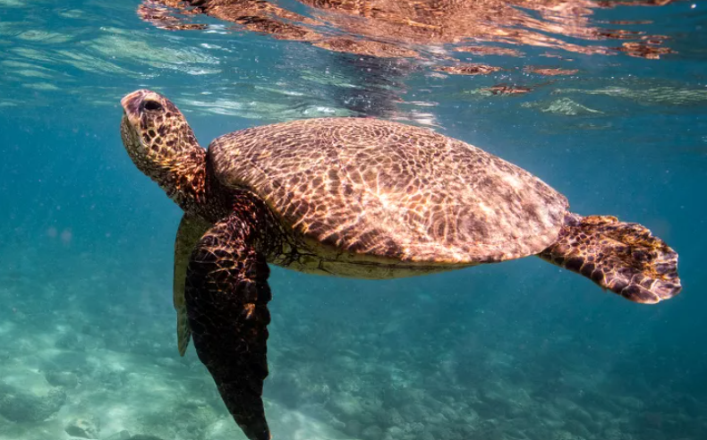 Trump Pacific Fishing Order: New Regulations Unveiled Trump Pacific Fishing Order