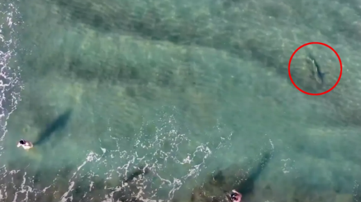 Drone Footage Shark