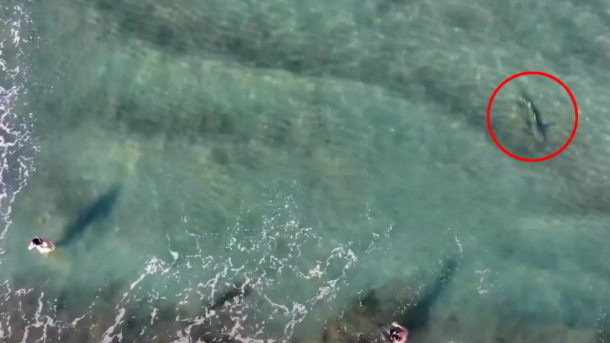 Drone Footage Shark