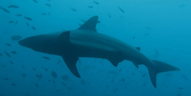 Drone Footage Shark: Close Encounter with Swimmers Drone Footage Shark