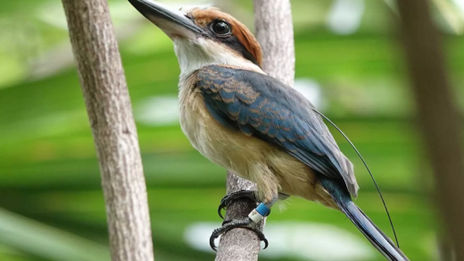 Sihek Bird Recovery