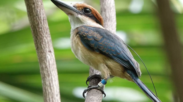 Sihek Bird Recovery