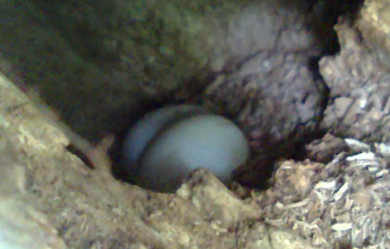 Sihek Bird Recovery: Extinct Bird Lays Eggs in the Wild Sihek Bird Recovery