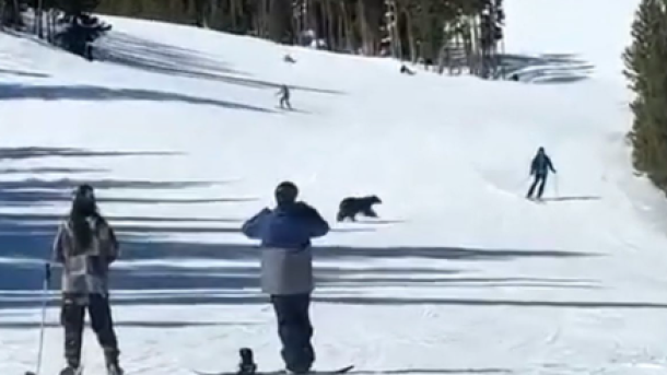 Black Bear Encounter