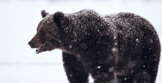 Black Bear Encounter at Keystone Resort Shocks Skier Black Bear Encounter