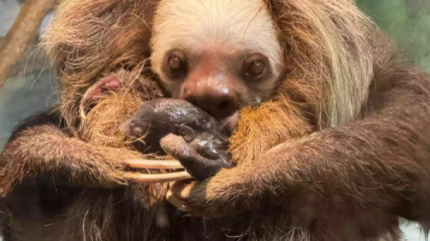 Sloth Birth