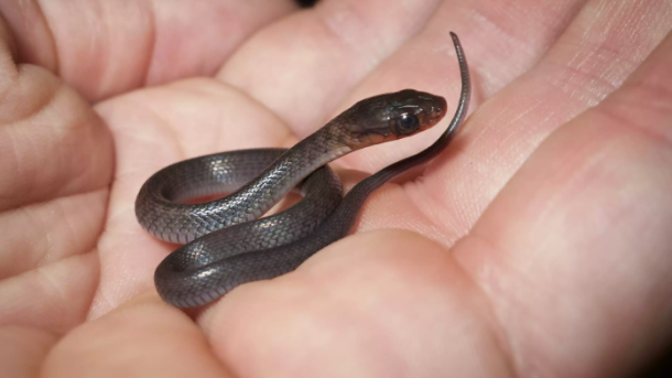 Snake In Margarita