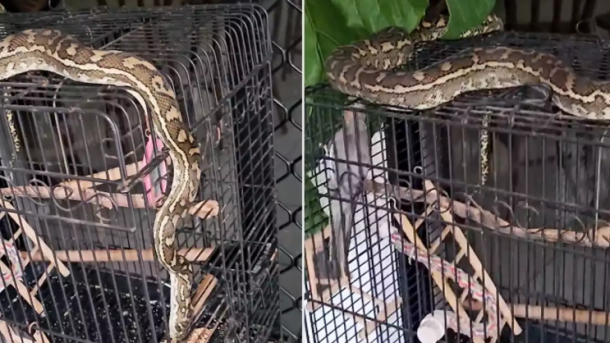 Coastal Carpet Python