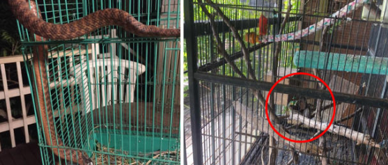 Coastal Carpet Python Rescued Inches from Pet Bird Coastal Carpet Python