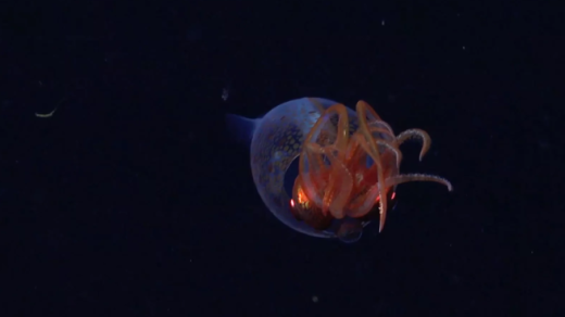 Baby Colossal Squid